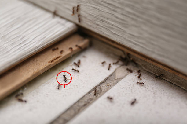 Best Emergency Pest Control  in Dresden, OH