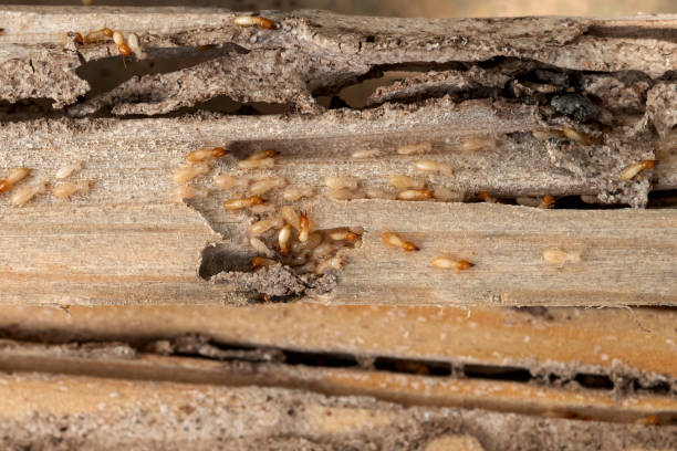 Professional Pest Control in Dresden, OH