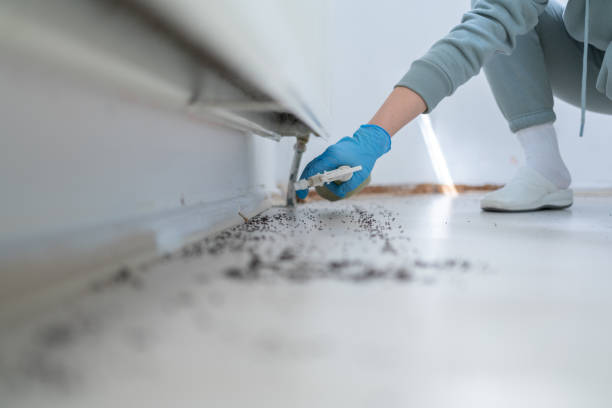 Best Flea Control Services  in Dresden, OH